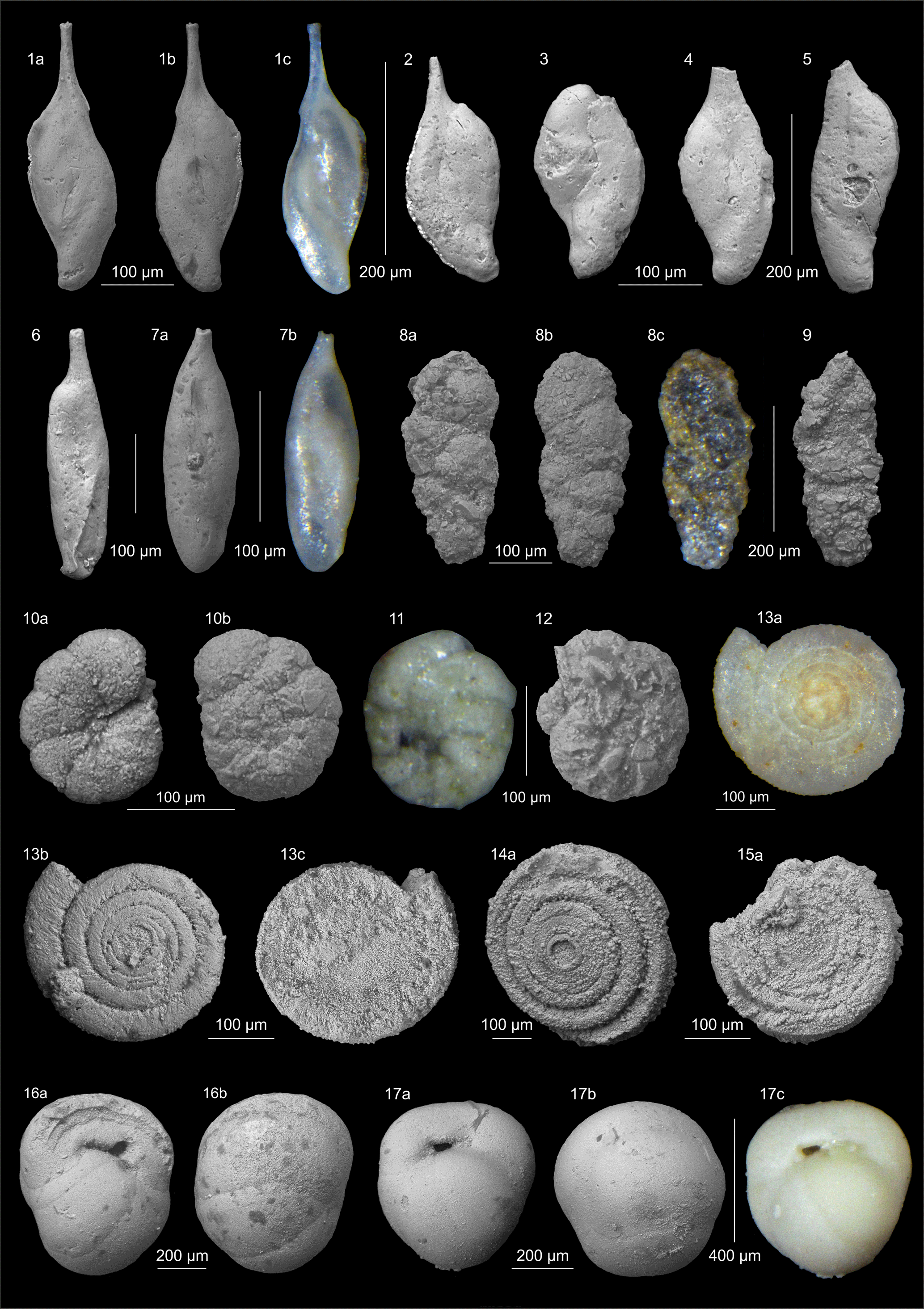Jm New Species Of Mesozoic Benthic Foraminifera From The Former