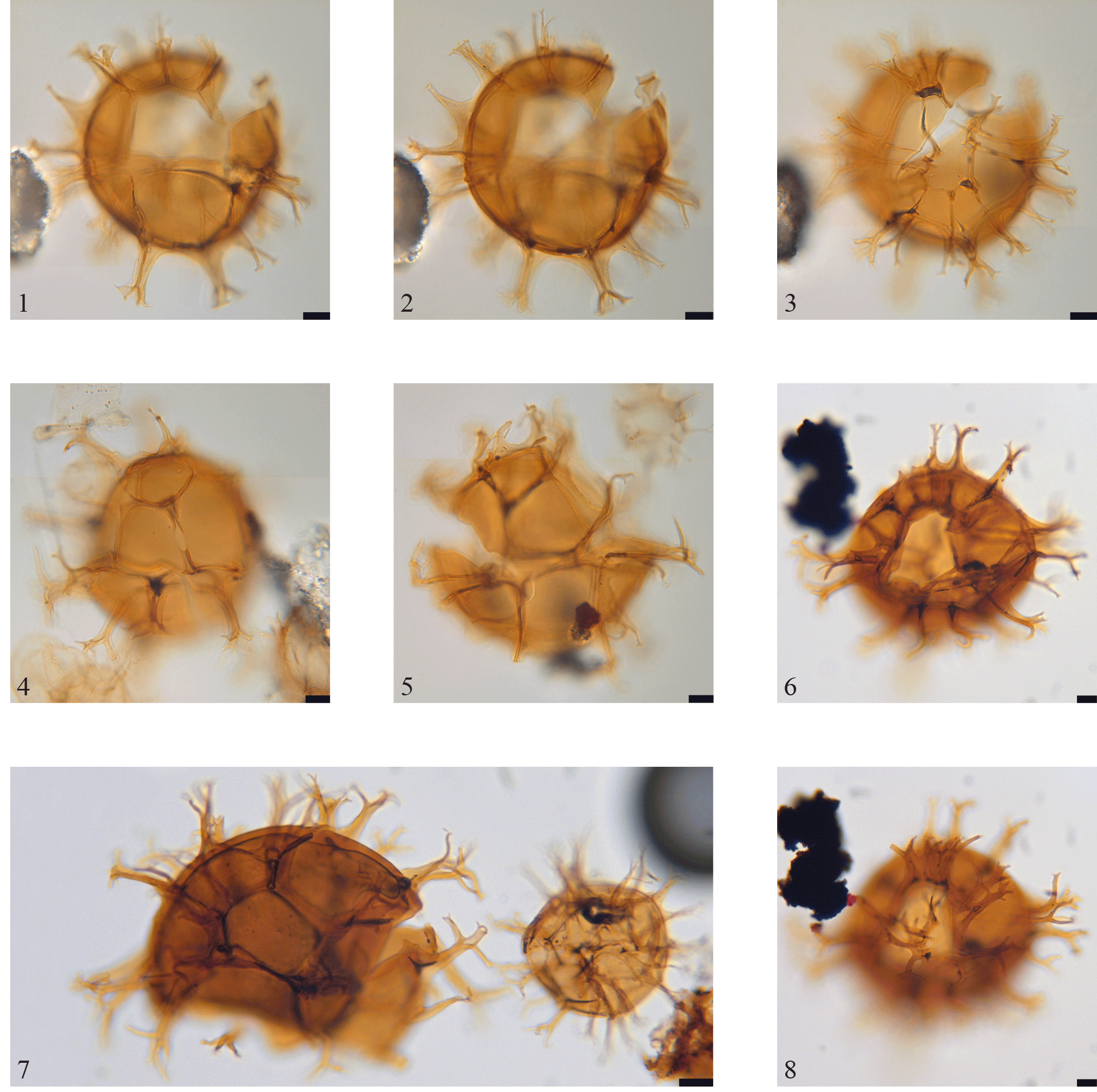 JM - Additional new organic-walled dinoflagellate cysts from two ...