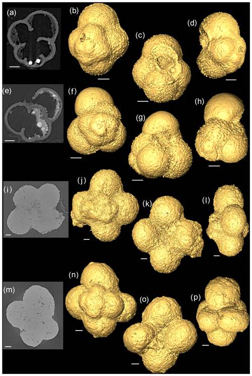 https://www.j-micropalaeontol.net/39/27/2020/jm-39-27-2020-f02